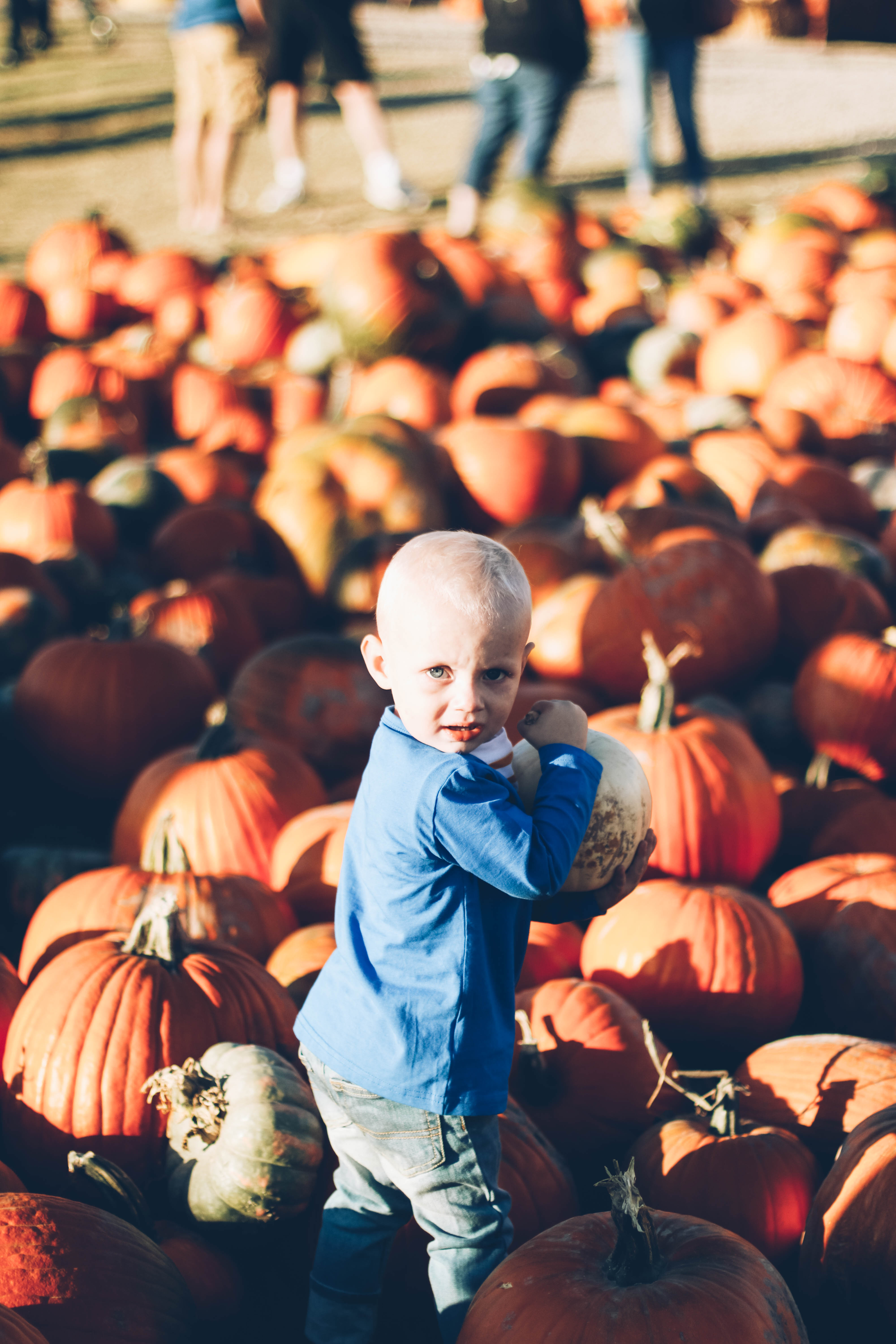 little boy playing in pumpkins at pumpkin patch in june and january