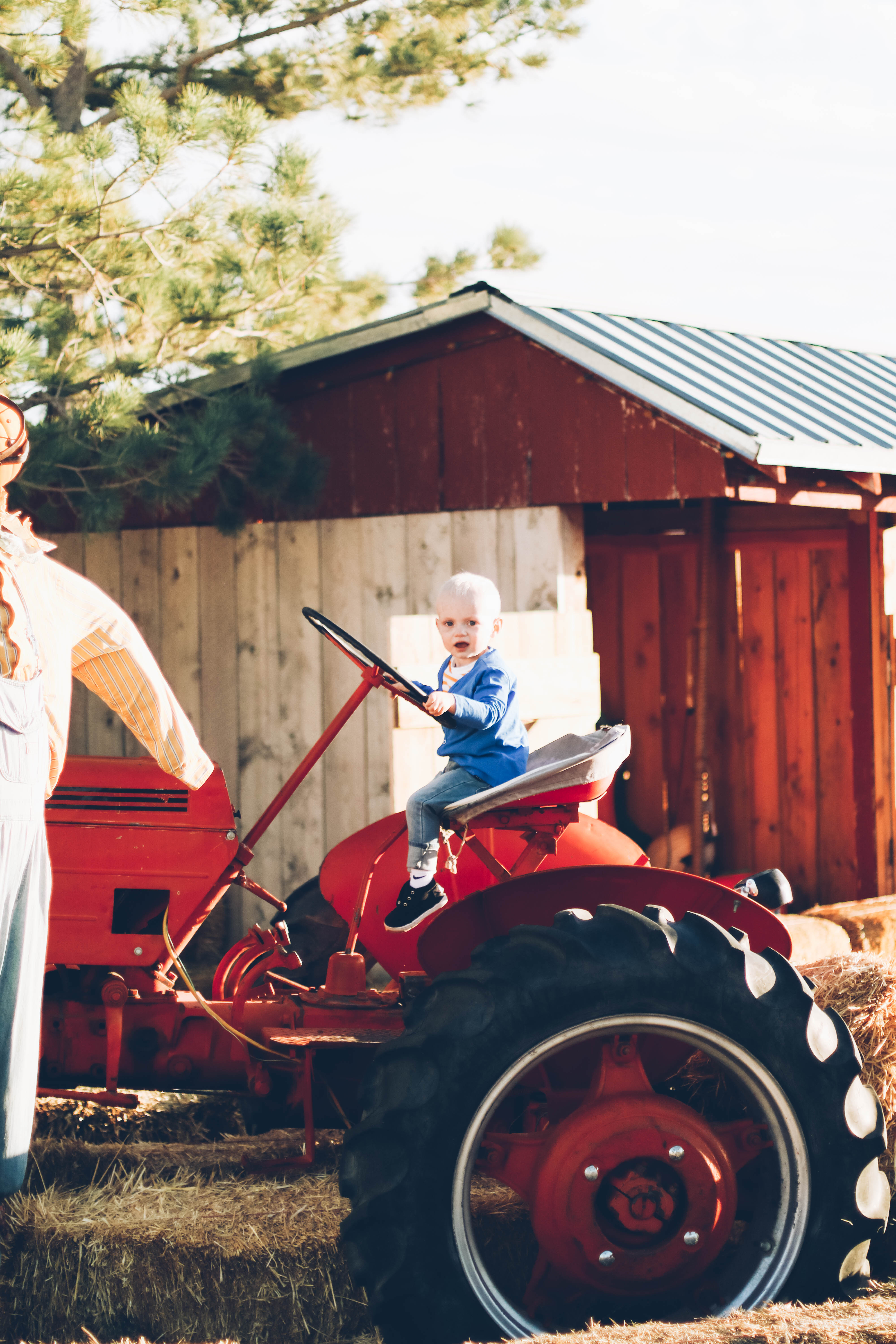 little boy sitting in june and january cardigan on bright red old tractor
